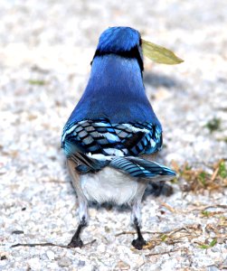 639 -BLUE JAY (2-20-13) sebastian inlet st park, indian river co, fl