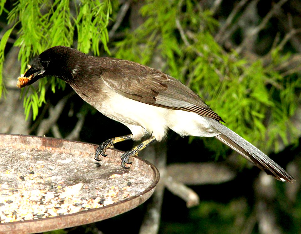 635 - BROWN JAY (3-10-12) salineno, tx  (2)