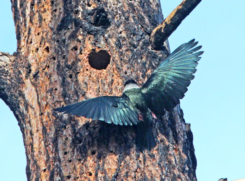 522 - LEWIS'S WOODPECKER (6-12-13) north cyn  trail, vallecito res, la plata co, co -07