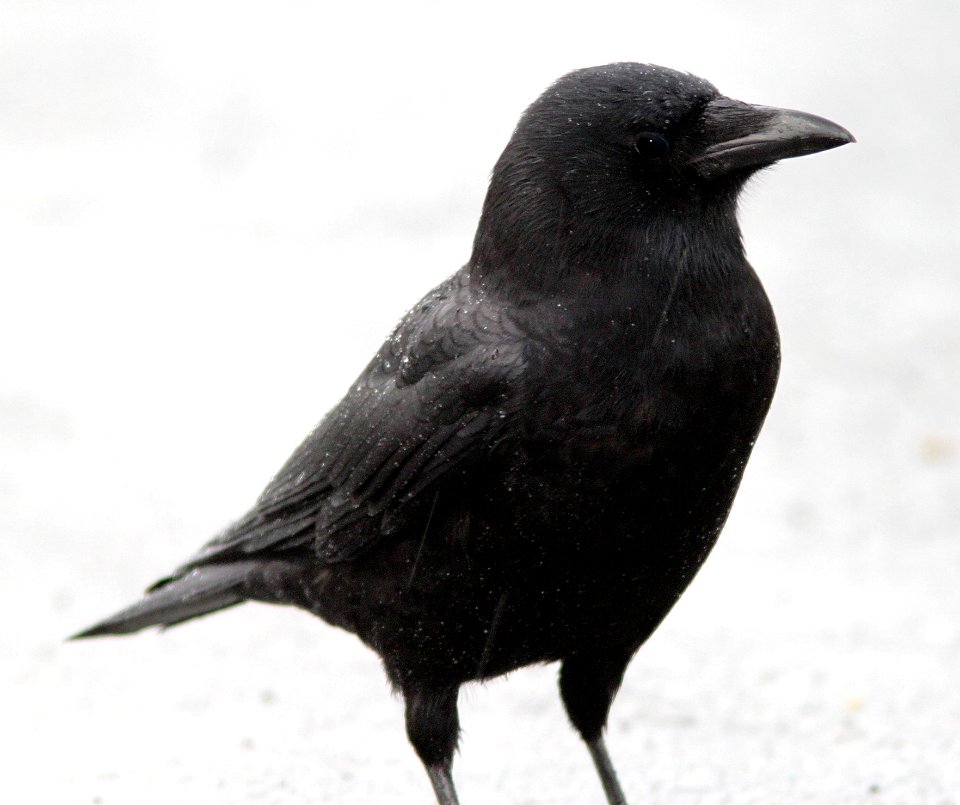 648 - AMERICAN CROW (11-30-12) courtenay, bc, canada  (1)