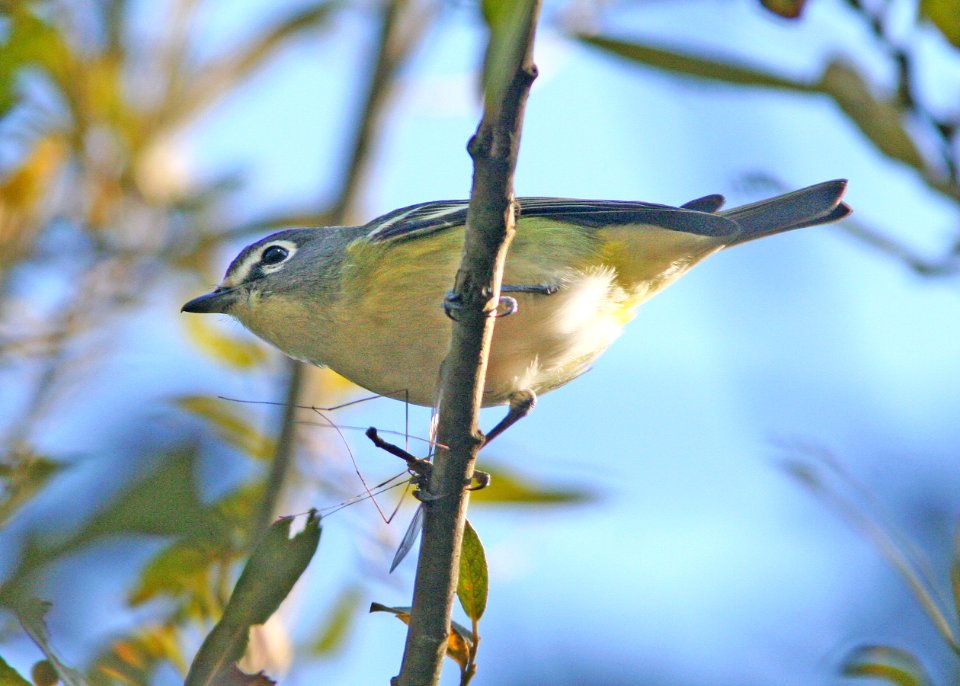 626 - BLUE-HEADED VIREO (12-3-08) pecho willows, los osos, slo co, ca  (2)