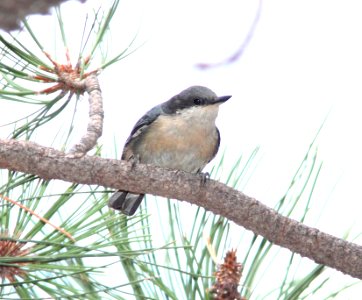 687 - PYGMY NUTHATCH (9-22-2012)  near barfoot junction, chiricahua mts, cochise co, az