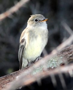581 - GRAY FLYCATCHER (11-8-11) patagonia lake, scc, az -01