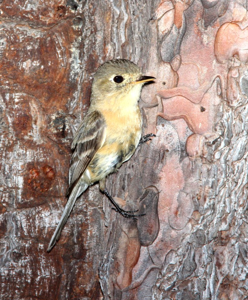 585 - BUFF-BREASTED FLYCATCHER (6-26-13) ramsey view campground, carr peak rd,  huachuca mts, cochise co, az -11