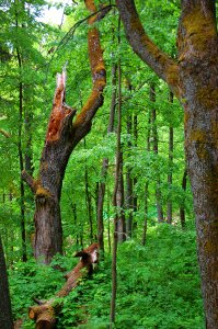 Natural tree nature