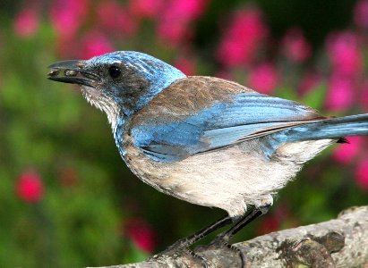 642 - WESTERN SCRUB-JAY (5-07) canet rd, slo co, ca