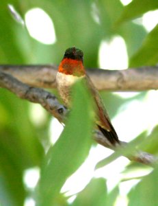 498 - RUBY-THROATED HUMMINGBIRD (10-10-08) patons, patagonia, az - (1)
