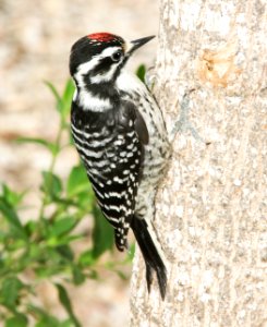 534 - NUTTALL'S WOODPECKER (5-30-09) canet rd, slo co, ca (2)