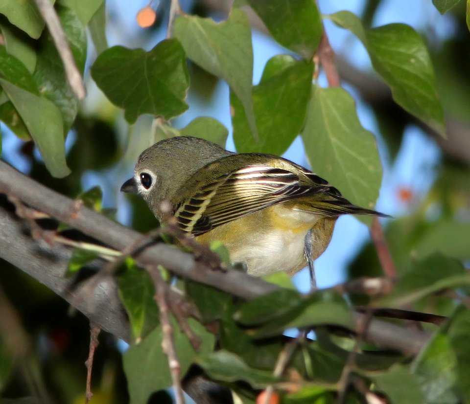 625 - CASSIN'S VIREO (11-18-10) east end, patagonia lake, scc, az -01