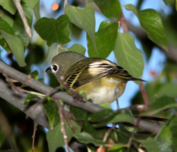 625 - CASSIN'S VIREO (11-18-10) east end, patagonia lake, scc, az -01