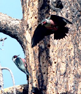 522 - LEWIS'S WOODPECKER (6-12-13) north cyn  trail, vallecito res, la plata co, co -13