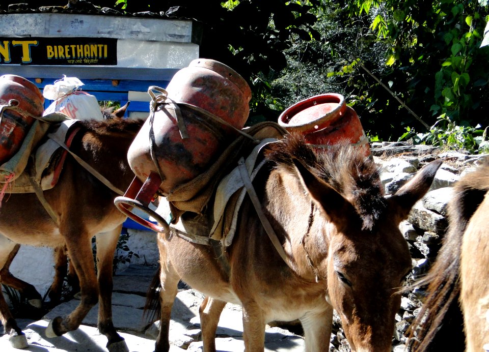 Beasts of burden