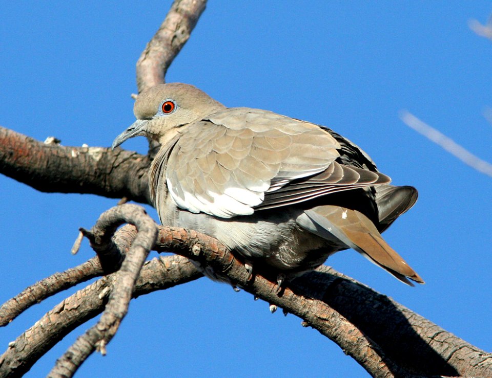 431 - WHITE-WINGED DOVE (1-28-09) columbus, nm  (4)
