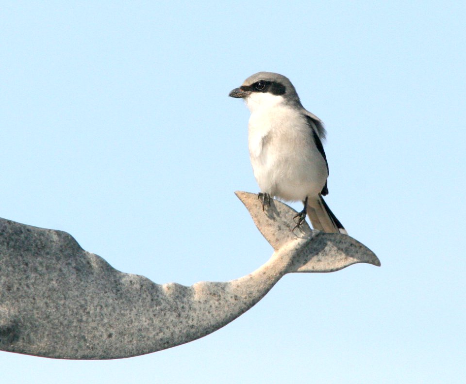 616 - LOGGERHEAD SHRIKE (12-30-08) quintana,tx