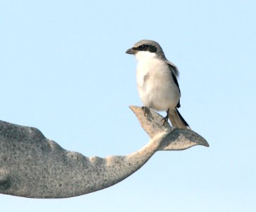616 - LOGGERHEAD SHRIKE (12-30-08) quintana,tx
