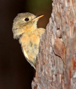 585 - BUFF-BREASTED FLYCATCHER (6-26-13) ramsey view campground, carr peak rd,  huachuca mts, cochise co, az -13b