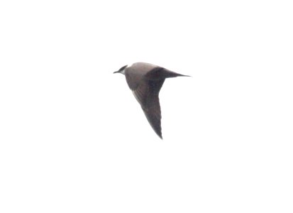 398 - LONG-TAILED JAEGER (9-5-09) off bodega bay, ca  (1)