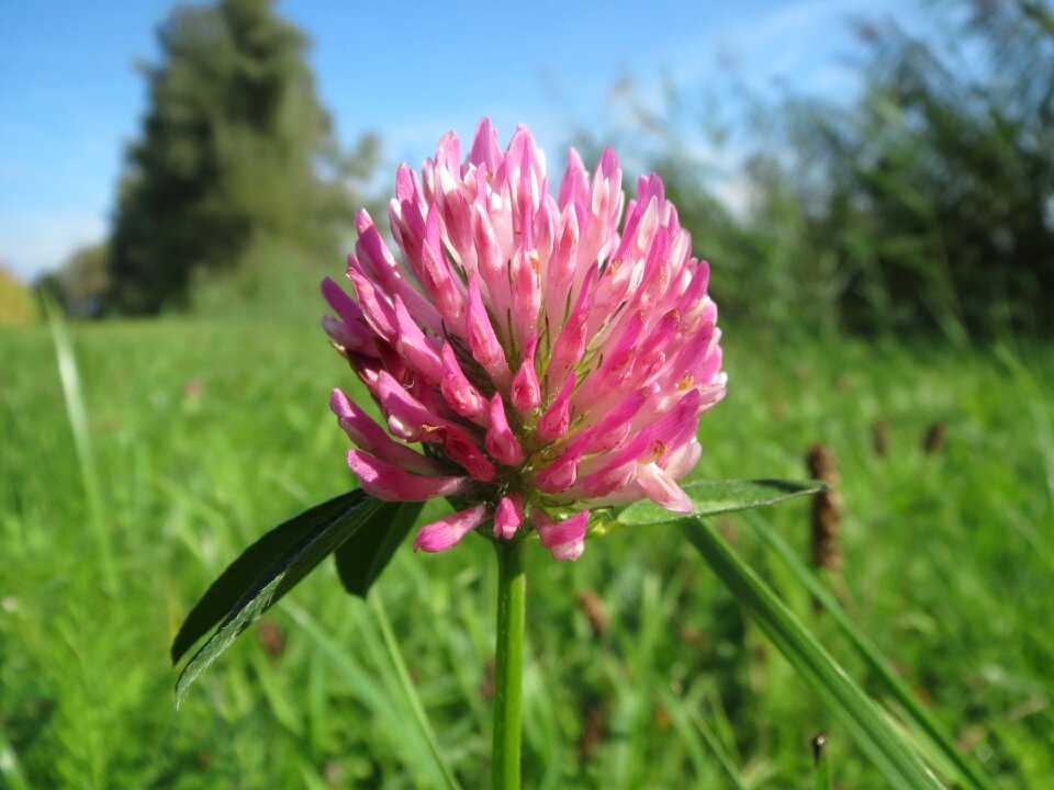 Macro wildflower meadow