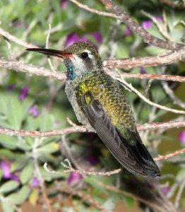 507 - BROAD-BILLED HUMMINGBIRD (7-16-12) 78 circulo montana, patagonia lake ranch estates, scc, az - (1)