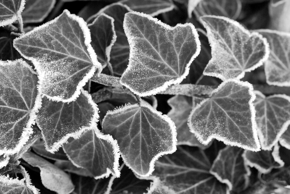Ivy winter frozen