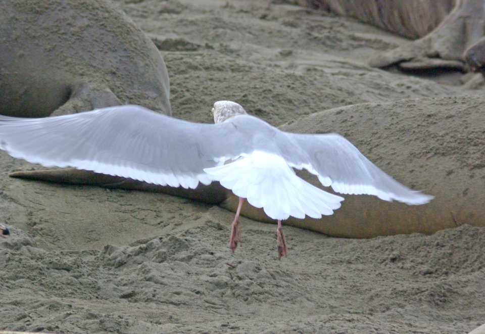 364 - HERRING GULL x maybe glaucous (1-26-08) el seal overlook, slo co, ca (3)