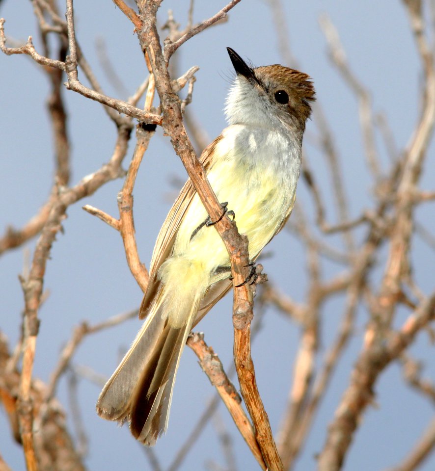 590 - DUSKY-CAPPED FLYCATCHER (7-30-12) upper humboldt cyn, patagonia mts, scc, az