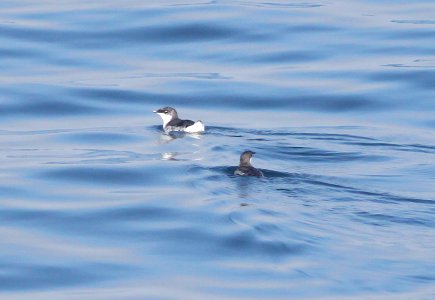 409 - SCRIPPS'S MURRELET (6-12-10) off santa barbara on the Condor, ca (1)