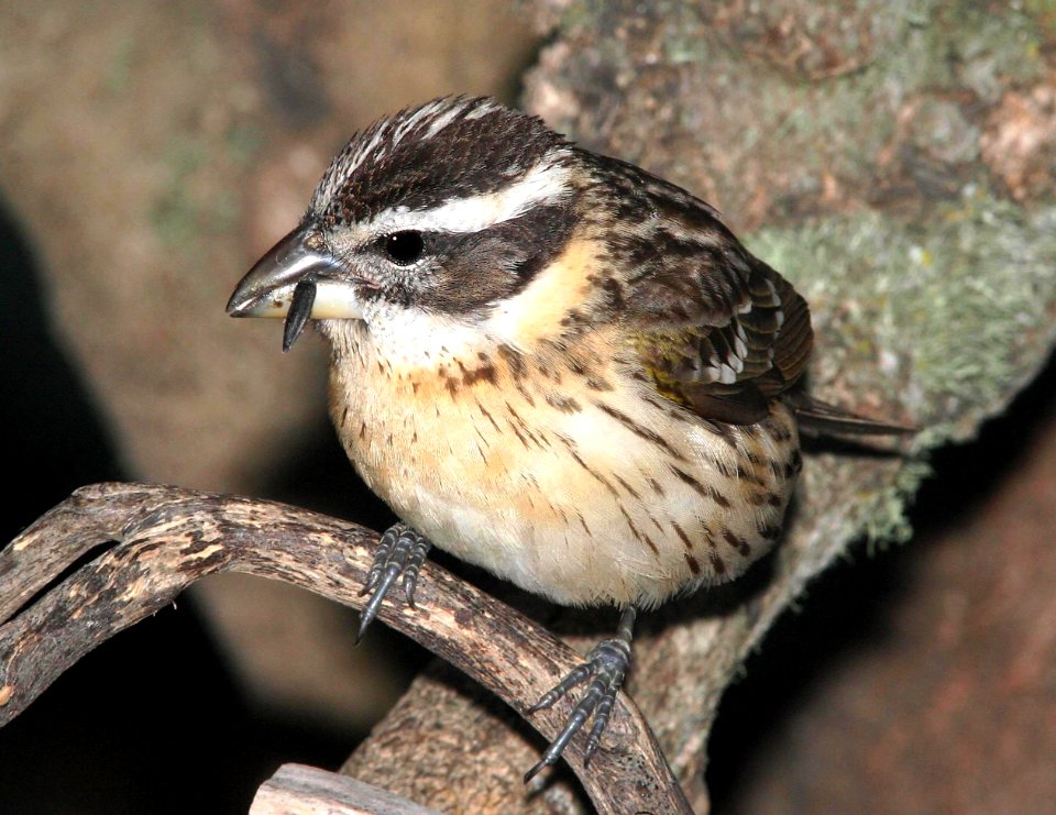 920 - BLACK-HEADED GROSBEAK (4-28-09) juv, canet rd, slo co, ca (1)