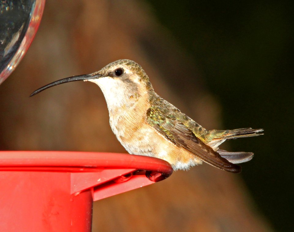 497 - LUCIFER'S HUMMINGBIRD (9-8-10) ash cyn b&b, sierra vista, cochise co, az (1)