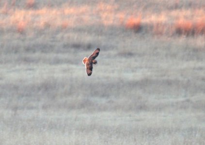 468 - SHORT-EARED OWL (11-24-11) san rafael grasslands, scc, az - (2)