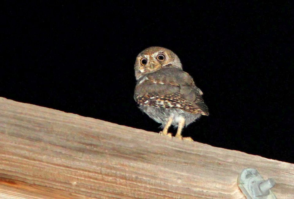 460 -  ELF OWL (4-5-12) harshaw rd, patagonia, scc, az - (1)