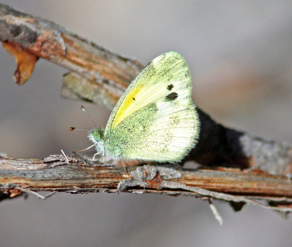 SULPHUR, DAINTY (Nathalis iole) (9-2-10) patagonia hills, scc, az  (2)