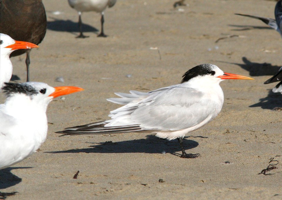 392 - ELEGANT TERN (9-26-08) morro strand, slo co, ca (6)