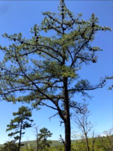 20190627-FS-CONF-Fire Learning Network field tour at Tallulah Gorge State Park