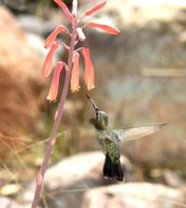 507 - BROAD-BILLED HUMMINGBIRD (4-4-11) 78 circulo montana, patagonia lake ranch estates, scc, az - (1)