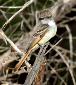 591 - ASH-THROATED FLYCATCHER (5-14-11) pena blanca lake, scc.az - (1)