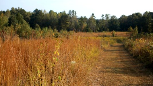 New Videos Released on the History and Future of Prairies in the Piedmont – Important to People, Pollinators, and Wildlife