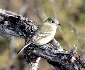 627 - HUTTON'S VIREO (12-18-10) below patagonia lake dam, along sonoita creek - (2)