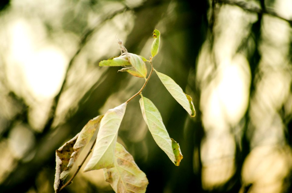 Dried Leaves of a small tree