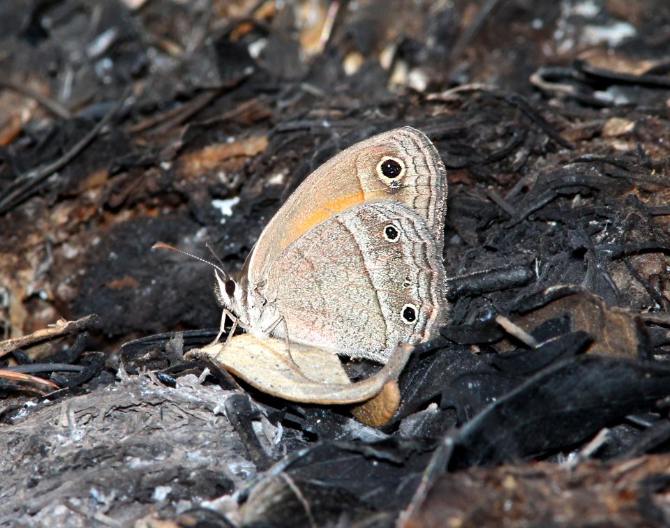 SATYR, RED (Megisto rubricata) (6-25-13) upper humboldt cyn, patagonia mts, scc, az -01
