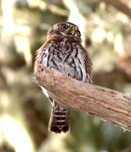 458 - NORTHERN PYGMY OWL (4-30-09) montana de oro state park, slo co, ca (6)