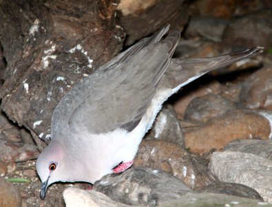 438 - WHITE-TIPPED DOVE (3-5-12) laguna atascosa nat wildlife refuge, near laguna vista, tx  (2)