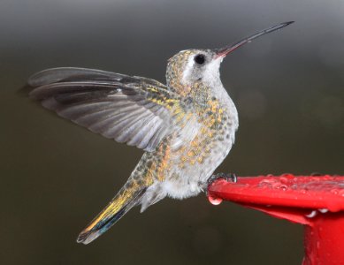507 - BROAD-BILLED HUMMINGBIRD (8-7-10) Yard, west of patagonia, scc, az -01