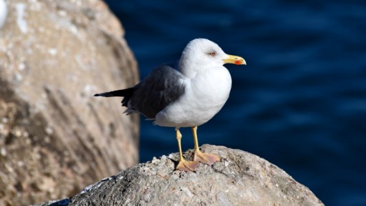 Yellow-legged Gull