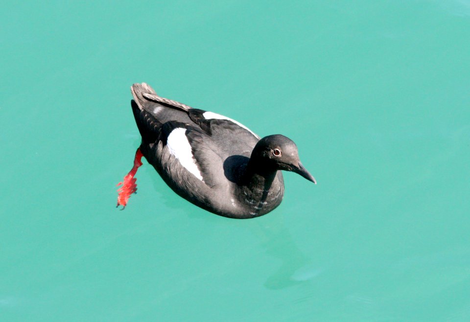405 - PIGEON GUILLEMOT (3-24-09) san sim pier, slo co, ca (7)