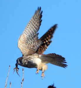 549 - AMERICAN KESTREL (10-30-09) with lizard, carrizo plain nat mon, slo co, ca (2)