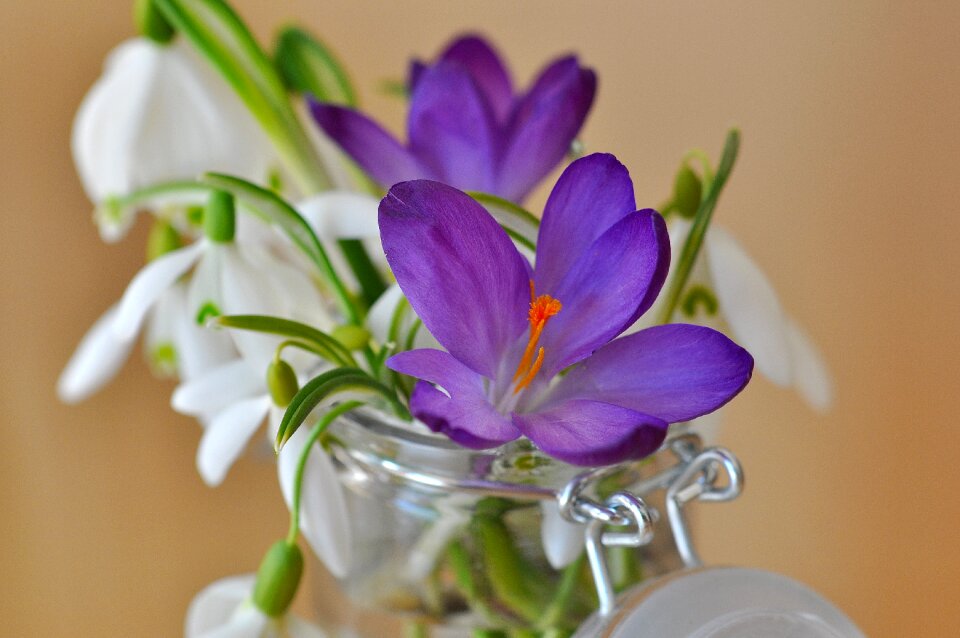 Flowers plant blossom