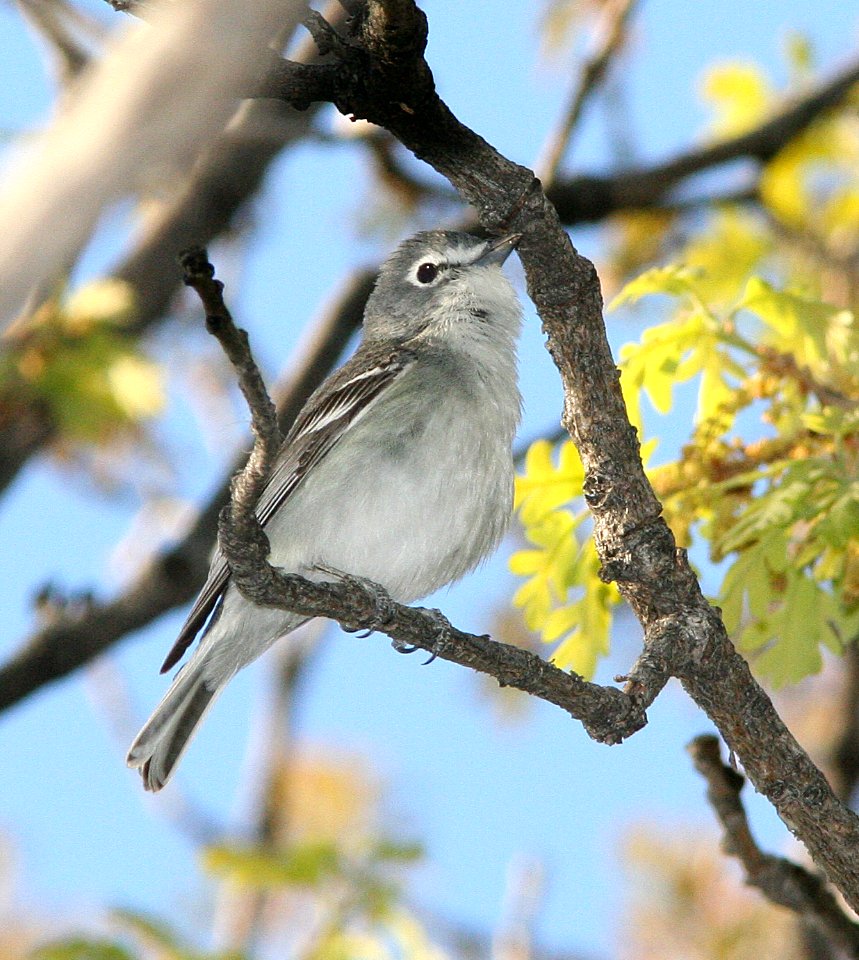 624 - PLUMBEOUS VIREO (5-7-08) star springs, garfield co, ut (3)