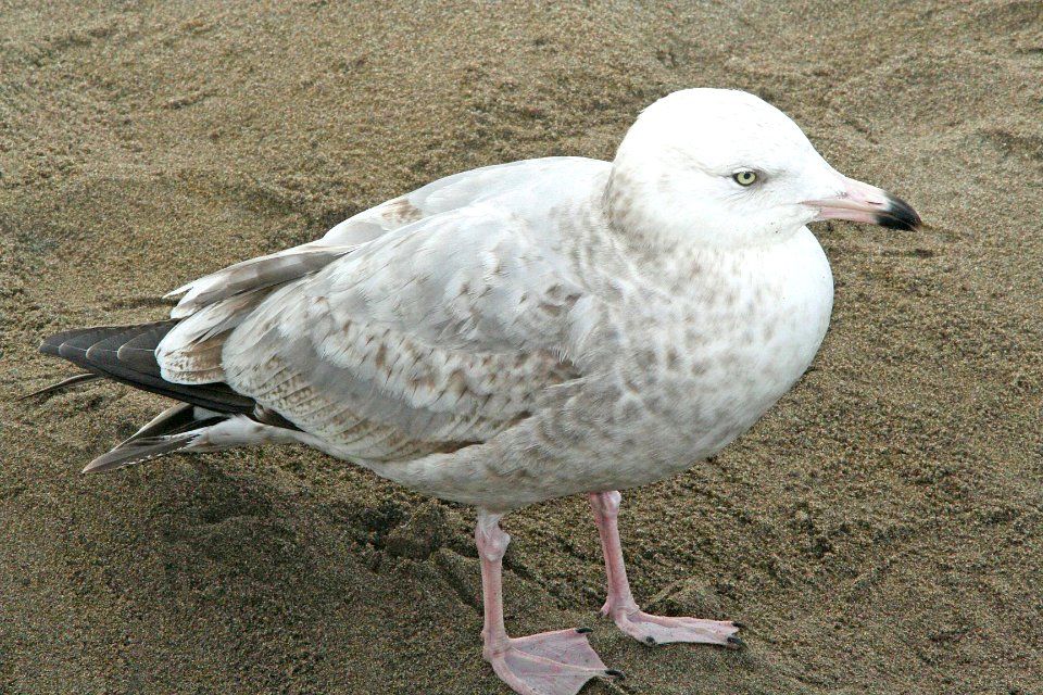 364 - HERRING GULL (2-9-09) early second summer, el seal overlook, slo co, ca  (3)