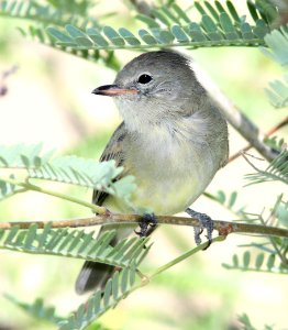 566 - NORTHERN BEARDLESS-TYRANNULET (9-13-10) patagonia lake state park, scc, az - (3)